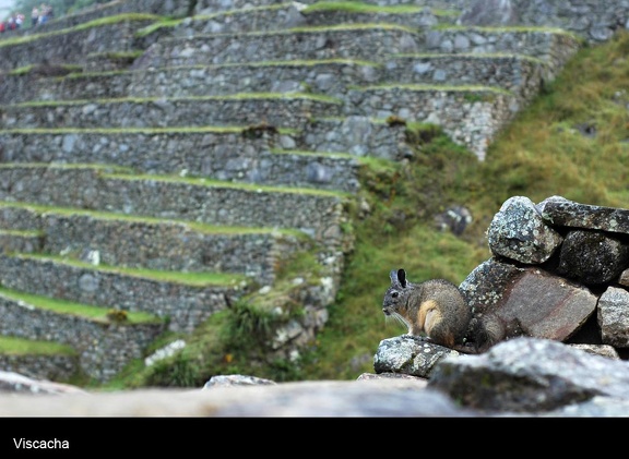 DSC 4709 (833 visites) DSC 4709